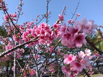 桜３_R.jpg